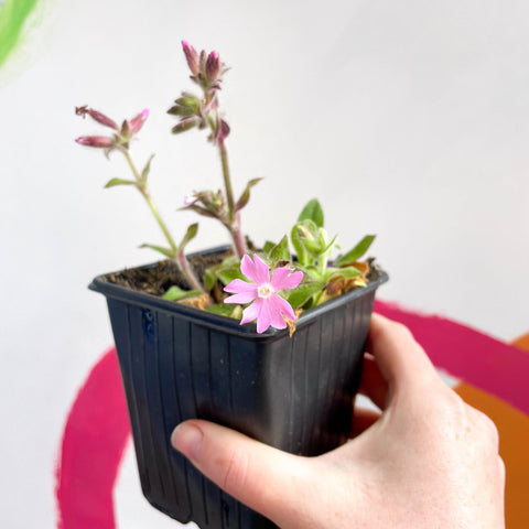 Red Campion - Silene dioica 'Rollie's Favourite' - British Grown Semi-evergreen Perennial Alpine - Sprouts of Bristol