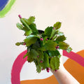 Red Christmas Cactus - Schlumbergera - Sprouts of Bristol