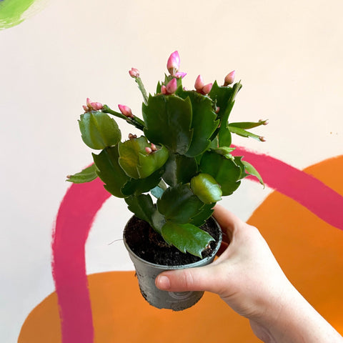 Red Christmas Cactus - Schlumbergera - Sprouts of Bristol