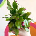 Red Christmas Cactus - Schlumbergera - Sprouts of Bristol