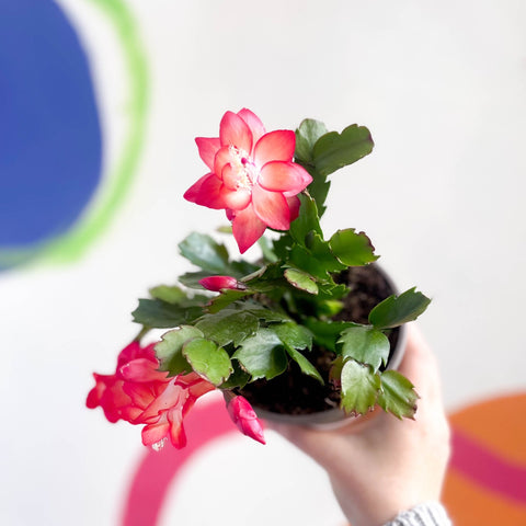 Red Christmas Cactus - Schlumbergera truncata 'Caribbean Dancer' - British Grown - Sprouts of Bristol