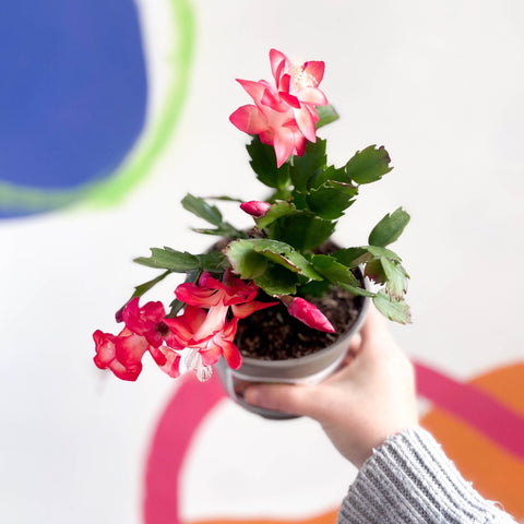 Red Christmas Cactus - Schlumbergera truncata 'Caribbean Dancer' - British Grown - Sprouts of Bristol
