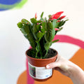 Red Christmas Cactus - Schlumbergera truncata 'Caribbean Dancer' - British Grown - Sprouts of Bristol