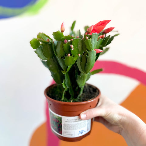 Red Christmas Cactus - Schlumbergera truncata 'Caribbean Dancer' - British Grown - Sprouts of Bristol