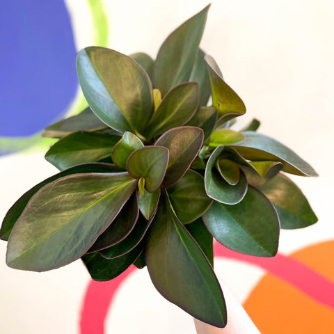 Red Edged Radiator Plant - Peperomia clusifolia 'Red Margin' - Sprouts of Bristol