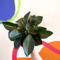 Red Edged Radiator Plant - Peperomia clusifolia 'Red Margin' - Sprouts of Bristol
