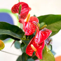 Red Flamingo Flower - Anthurium andraeanum 'Madural' - Sprouts of Bristol