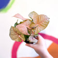 Red Heart Syngonium - Syngonium neon robusta - Sprouts of Bristol