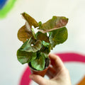 Red Heart Syngonium - Syngonium neon robusta - Sprouts of Bristol