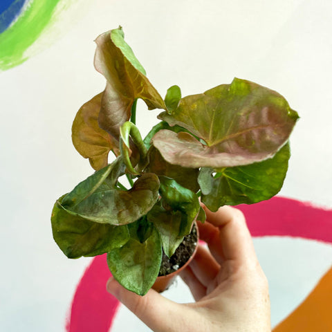 Red Heart Syngonium - Syngonium neon robusta - Sprouts of Bristol