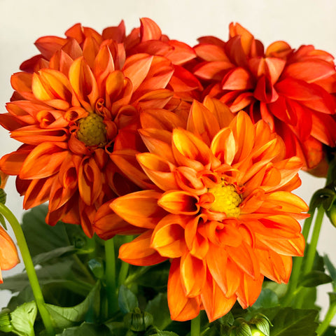 Red Orange Dahlia 'Royal' - Sprouts of Bristol