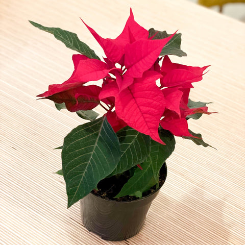 Red Poinsettia - Euphorbia pulcherrima - Sprouts of Bristol