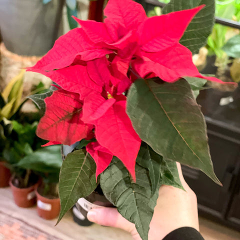 Red Poinsettia - Euphorbia pulcherrima - Sprouts of Bristol