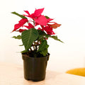 Red Poinsettia - Euphorbia pulcherrima - Sprouts of Bristol
