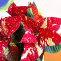 Red Speckled Poinsettia - Euphorbia pulcherrima 'Superba New Glitter' - Sprouts of Bristol