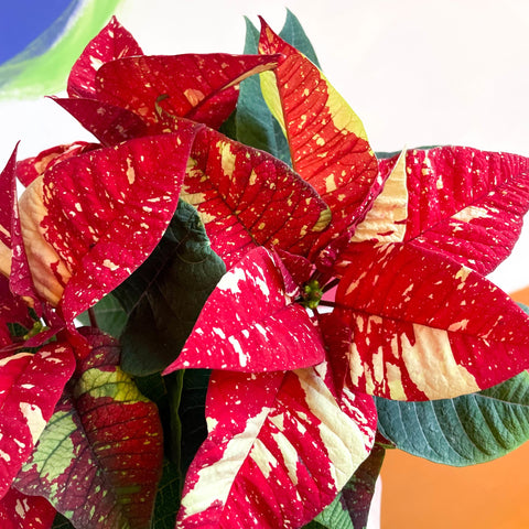 Red Speckled Poinsettia - Euphorbia pulcherrima 'Superba New Glitter' - Sprouts of Bristol