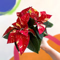 Red Speckled Poinsettia - Euphorbia pulcherrima 'Superba New Glitter' - Sprouts of Bristol