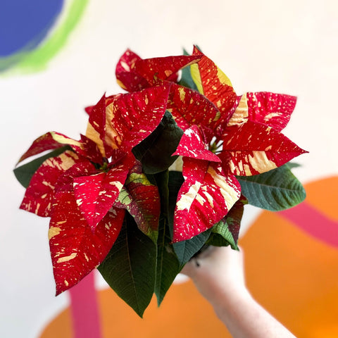 Red Speckled Poinsettia - Euphorbia pulcherrima 'Superba New Glitter' - Sprouts of Bristol