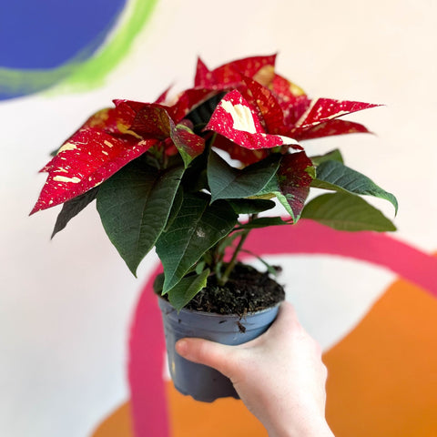Red Speckled Poinsettia - Euphorbia pulcherrima 'Superba New Glitter' - Sprouts of Bristol