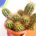 Red Torch Cactus - Trichocereus / Echinopsis huascha - Sprouts of Bristol