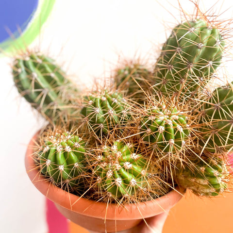 Red Torch Cactus - Trichocereus / Echinopsis huascha - Sprouts of Bristol