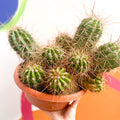 Red Torch Cactus - Trichocereus / Echinopsis huascha - Sprouts of Bristol