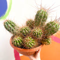 Red Torch Cactus - Trichocereus / Echinopsis huascha - Sprouts of Bristol