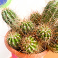 Red Torch Cactus - Trichocereus / Echinopsis huascha - Sprouts of Bristol