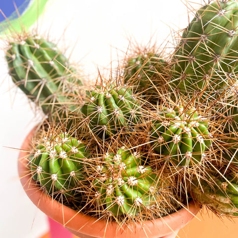 Red Torch Cactus - Trichocereus / Echinopsis huascha - Sprouts of Bristol
