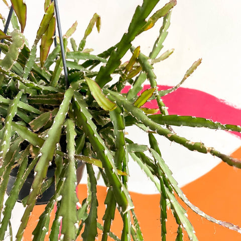 Rhipsalis cruciformis - Sprouts of Bristol