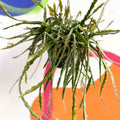 Rhipsalis cruciformis - Sprouts of Bristol