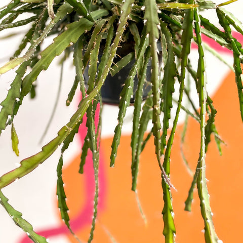 Rhipsalis cruciformis - Sprouts of Bristol