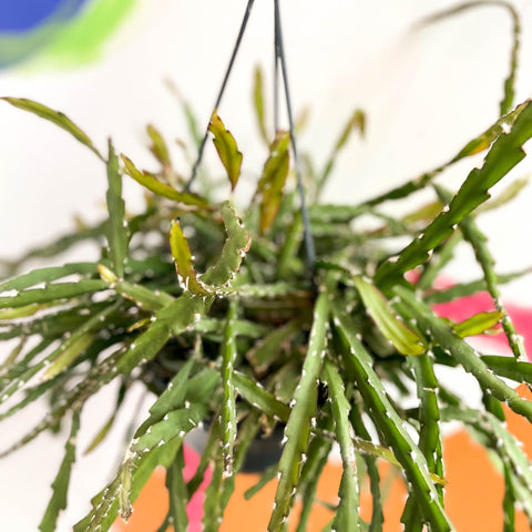 Rhipsalis cruciformis - Sprouts of Bristol