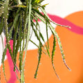 Rhipsalis cruciformis - Sprouts of Bristol