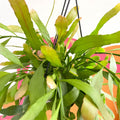 Rhipsalis ramulosa 'Red Coral' - Sprouts of Bristol