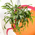 Rhipsalis rauhiorum - Sprouts of Bristol