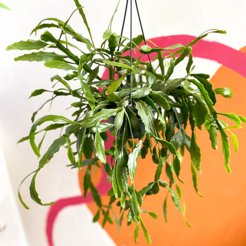 Rhipsalis rauhiorum - Sprouts of Bristol