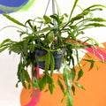 Rhipsalis rauhiorum - Sprouts of Bristol