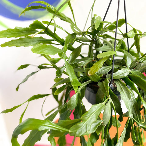 Rhipsalis rauhiorum - Sprouts of Bristol