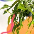 Rhipsalis rauhiorum - Sprouts of Bristol