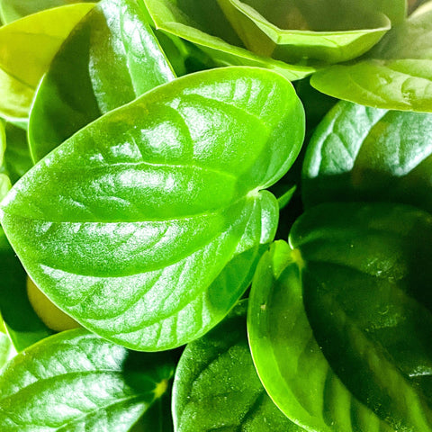 Rippled Chinese Money Plant - Peperomia albovittata 'Rana Verde' - Sprouts of Bristol