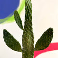 Road Kill Cactus - Opuntia rubescens ‘Consolea’ - Sprouts of Bristol