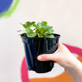 Rock Cress - Arabis alpina caucasica 'Lotti White' - British Grown Herbaceous Perennial - Sprouts of Bristol