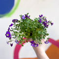Rock Cress - Aubrieta 'Axcent Violet with Eye' - British Grown Evergreen Perennial Alpine - Sprouts of Bristol