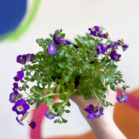 Rock Cress - Aubrieta 'Axcent Violet with Eye' - British Grown Evergreen Perennial Alpine - Sprouts of Bristol