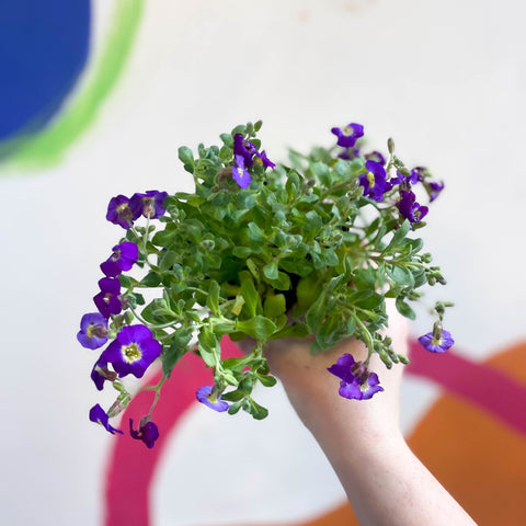 Rock Cress - Aubrieta 'Axcent Violet with Eye' - British Grown Evergreen Perennial Alpine - Sprouts of Bristol