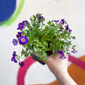 Rock Cress - Aubrieta 'Axcent Violet with Eye' - British Grown Evergreen Perennial Alpine - Sprouts of Bristol