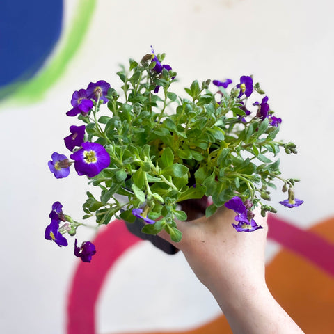 Rock Cress - Aubrieta 'Axcent Violet with Eye' - British Grown Evergreen Perennial Alpine - Sprouts of Bristol