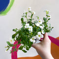 Rock Cress - Aubrieta 'Axcent White' - British Grown Evergreen Perennial Alpine - Sprouts of Bristol