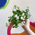 Rock Cress - Aubrieta 'Axcent White' - British Grown Evergreen Perennial Alpine - Sprouts of Bristol